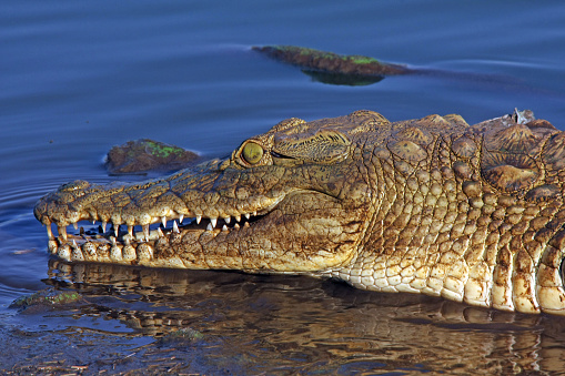 close-up of a crocodile lying in a little pond in the Kruger National Park, South Africa