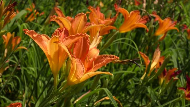 A large number of flowers Orange day-lily (Hemerocallis fulva).