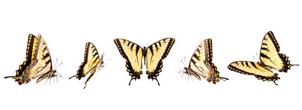 istock Tiger Swallowtail butterflies in numerous flying positions isolated on white 182472953