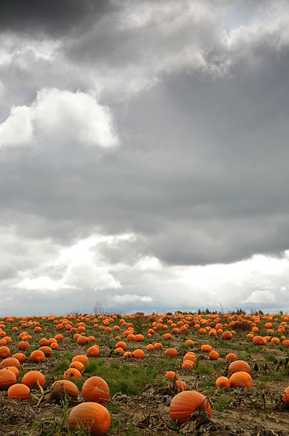 istock field of pumpkins under a stormy sky 182473148