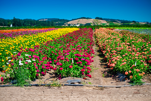 Field of colorful flowers in Oregon, USA