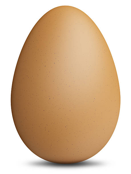 Chicken Egg stock photo