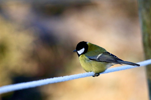 Great tit perched on a frosted barbed wire fence
