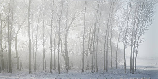 istock Trees in Fog with Hoarfrost 182473852