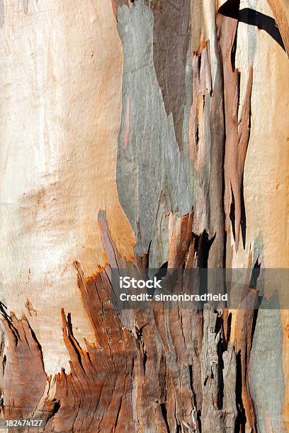 Árbol De Eucalipto Bark Foto de stock y más banco de imágenes de Árbol de eucalipto - Árbol de eucalipto, Corteza, Con textura