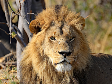 A male Asiatic lion, Panthera leo persica, a subspecies of the African lion and, in the wild, is found only in Gir National Park, Gujarat. Endangered species.