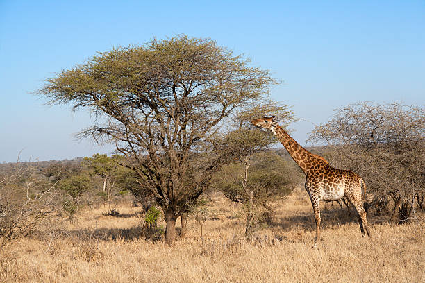 istock Southern giraffe browsing from a thorn tree acacia 182474381