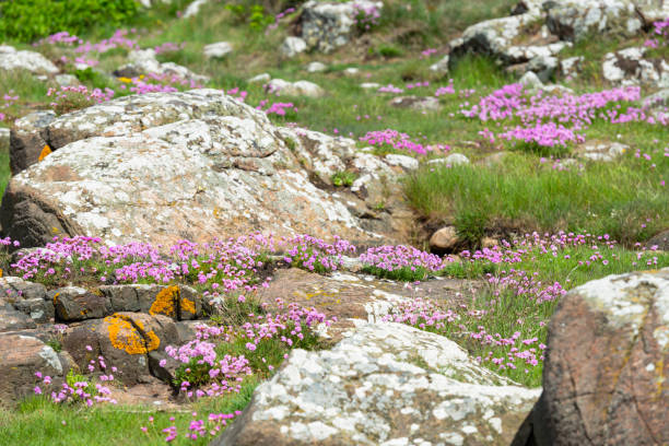 Swedish rocks and Sea Thrift at the coastline of Varberg.