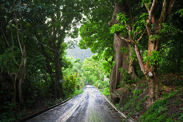rainforest pathway stock photo