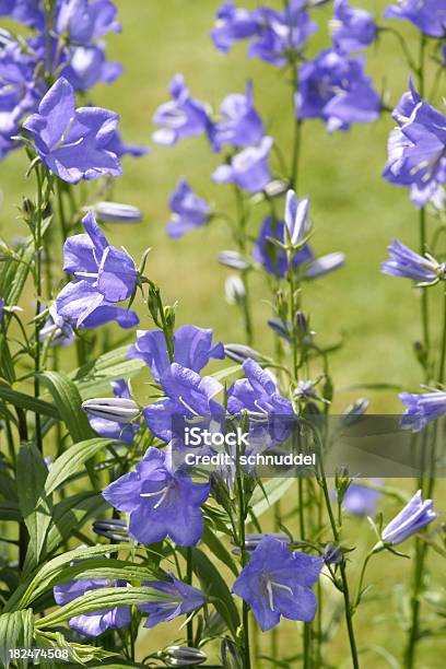 Photo libre de droit de Bleu Bellflowers banque d'images et plus d'images libres de droit de Arbre en fleurs - Arbre en fleurs, Botanique, Capitule