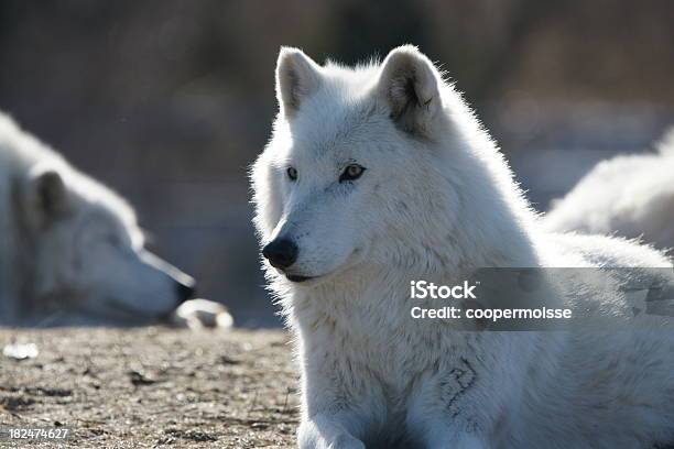 Arctic Wolf Canada Stock Photo - Download Image Now - Wolf, Animal, Animals In The Wild