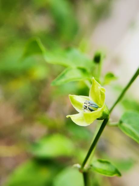 istock Selective focus of a chilli flower in the garden 1824747387