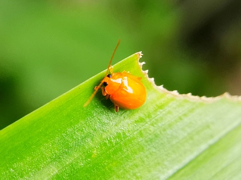 Selective focus of Aulacophora femoralis or leaf beetle on a green leaf in the garden