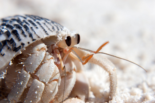 Pagurus is a genus of hermit crabs in the family Paguridae. Like other hermit crabs, their abdomen is not calcified and they use snail shells as protection. Close Up Full Frame - Indian Ocean