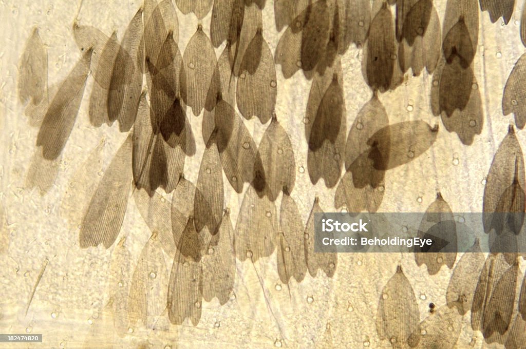 Motyl ściany wagi ciała - Zbiór zdjęć royalty-free (Makrofotografia)