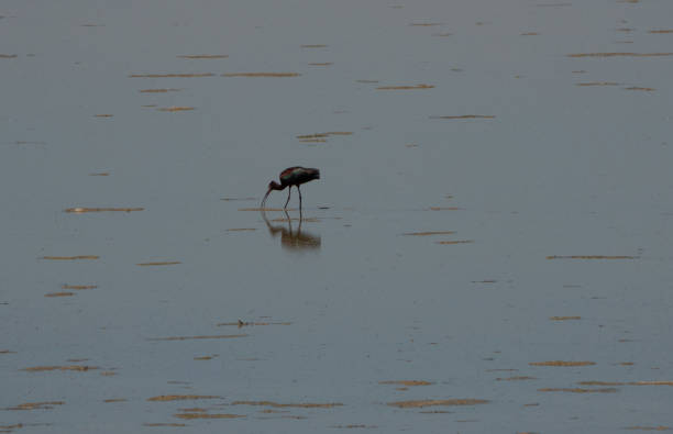 White-faced ibis feeding in shallow water.