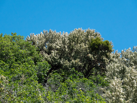 Mountain shrub on a steep hillside.