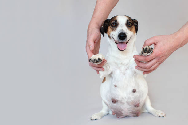 istock Pregnant Dog Isolated on Gray 1824751537