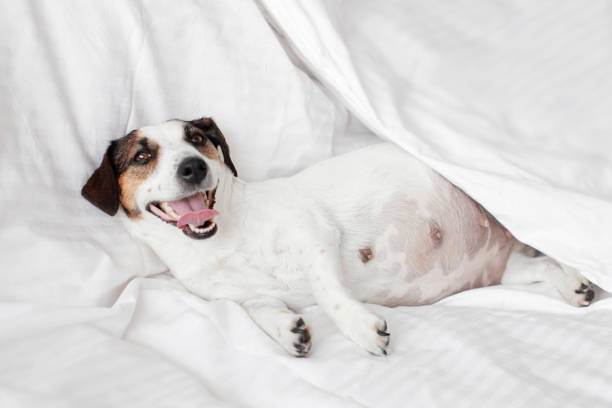 istock Pragnant Dog relaxing on sofa 1824751545