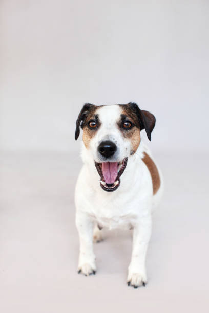 istock Dog with open mouth isolated on a gray background 1824751546