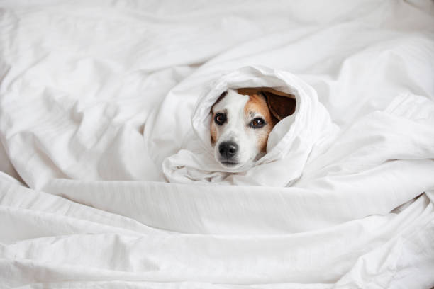 istock Sad Dog got Sick and is lying in bed 1824752195