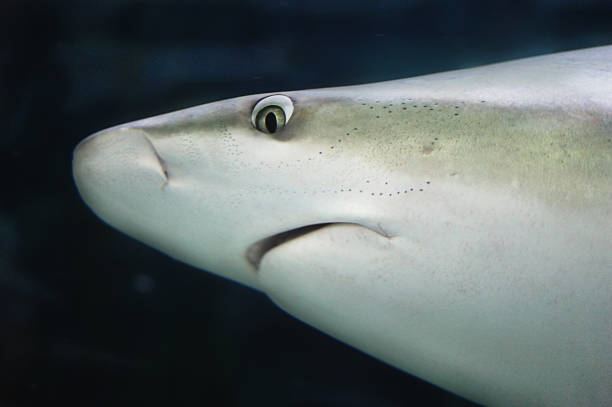 Australia Sandbar Shark stock photo