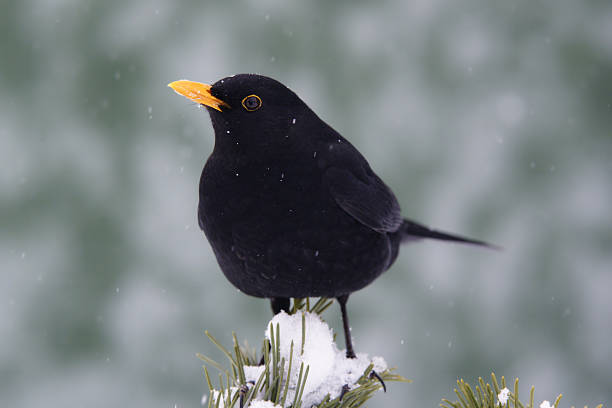 istock Blackbird on a pinewood branch 182475361
