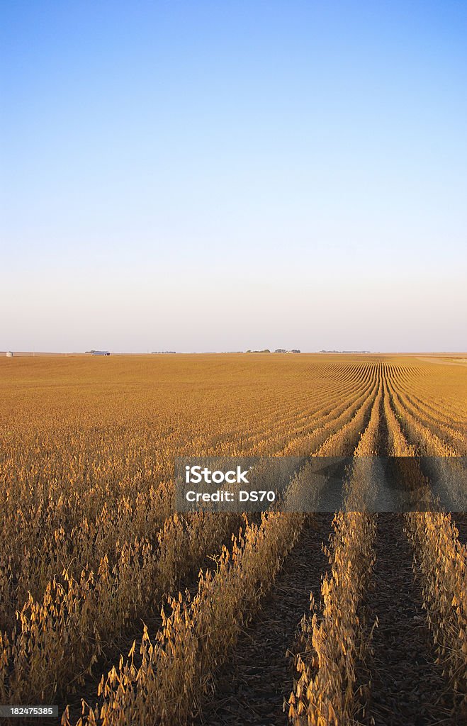 Campo de sementes de soja - Royalty-free Iowa Foto de stock