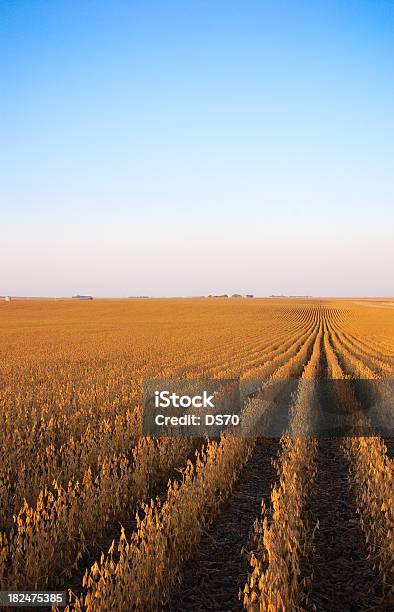 Campo De Sementes De Soja - Fotografias de stock e mais imagens de Iowa - Iowa, Campo agrícola, Quinta