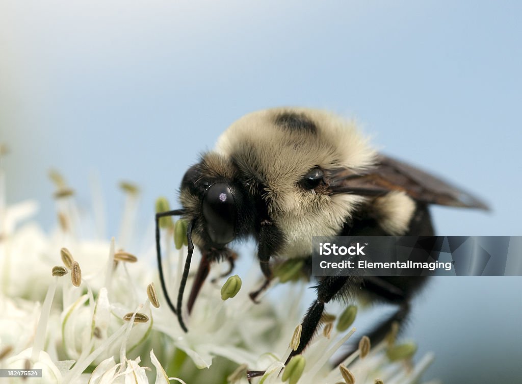Macro insecte American Bumble Bee (Bombus pensylvanicus) Pollinating fleur - Photo de Abeille libre de droits