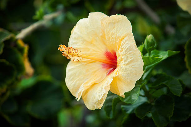 tropikalnych kwiatów hibiskusa duży żółty efekt - nobody nature selective focus hand colored zdjęcia i obrazy z banku zdjęć