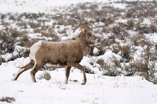 Bighorn sheep ram, ovis canadensis, in rutting season. Grand Teton National Park, Wyoming, USA