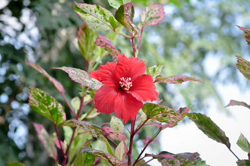 Chinese rose or Hibiscus , red hibiscus flower