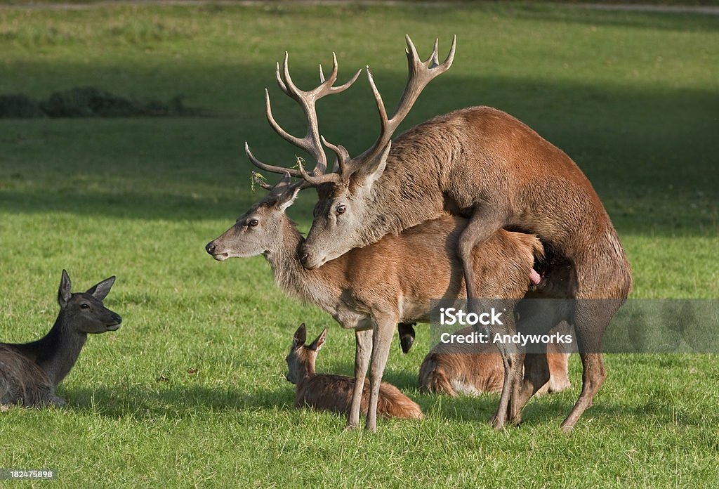 Rothirsch Kopulation - Lizenzfrei Tierpaarung Stock-Foto