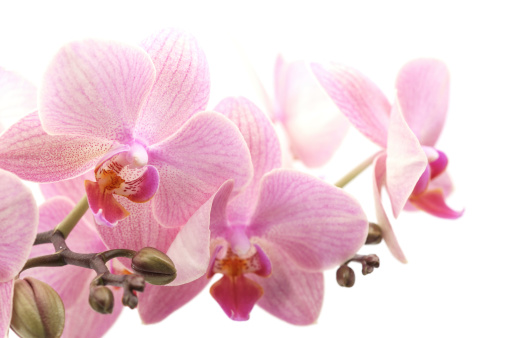 Violet orchid isolated on white