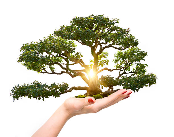 bonsaï dans la main de la femme - nature sunlight tree illuminated photos et images de collection