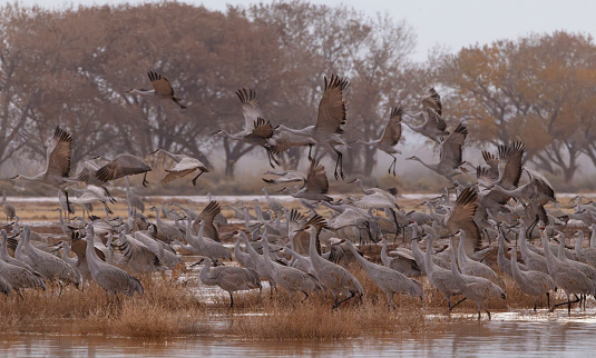 Flock of sandhill cranes group to fly out on foggy, November morning at Bernardo Wildlife Area in New Mexico, United States