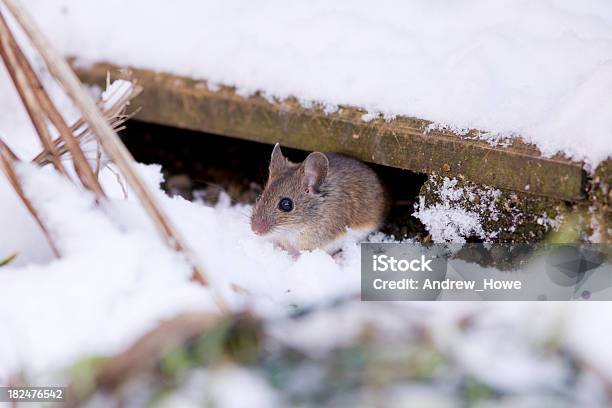 Wood Mouse Stock Photo - Download Image Now - Rodent, Snow, Mouse - Animal  - iStock