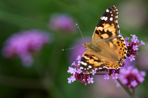 Painted Lady Butterfly sitting on lilac Vervain