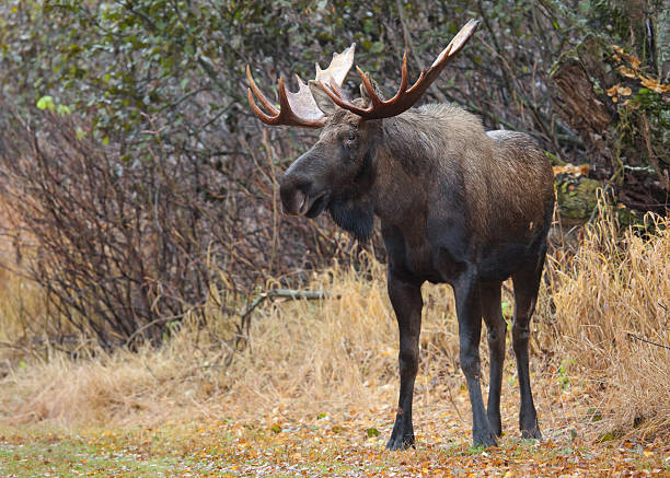 Close-up of bull moose in the wilderness of Alaska stock photo