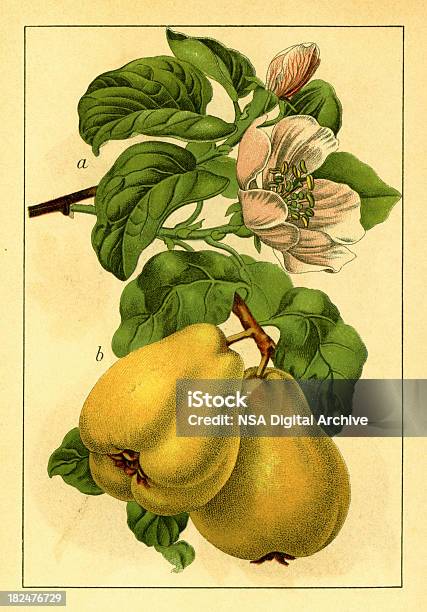 Quitte Antik Illustrationen Stock Vektor Art und mehr Bilder von Quitte - Quitte, Botanik, 19. Jahrhundert