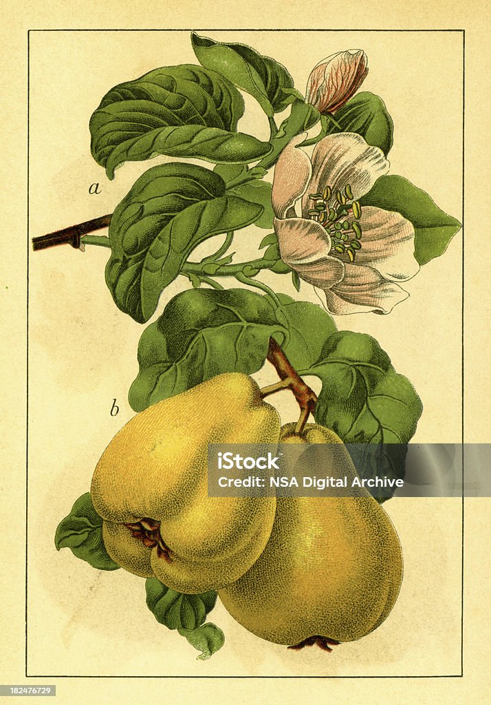 Coing/Illustrations de fleurs d'antiquités - Illustration de Coing libre de droits