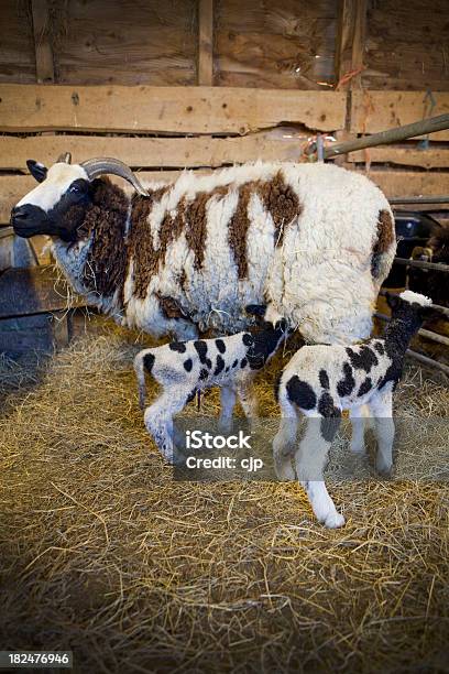 Primavera Jacob Agnello Aver Prima Di Avanzamento - Fotografie stock e altre immagini di Agnello - Animale - Agnello - Animale, Agricoltura, Animale