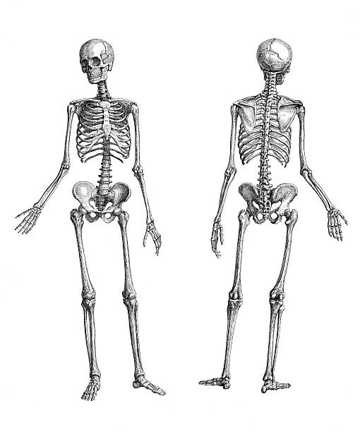 human skeletons - 人類骨架 插圖 幅插畫檔、美工圖案、卡通及圖標