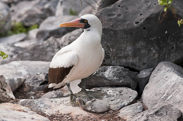 istock Nazca Booby and Chick in the Galapagos 182477294