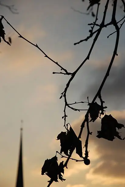 Silhouette of leaves in the last bits of their life. Winter time in Zurich, Switzerland.