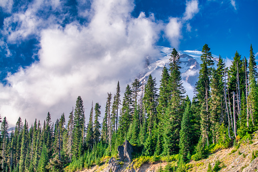 Amazing view of Mount Rainier National Park in summer season, Washington - USA