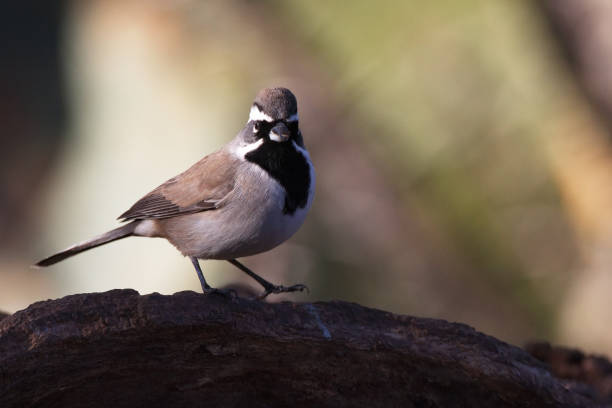 istock Alert Black throated sparrow in Southeast Arizona 1824774300
