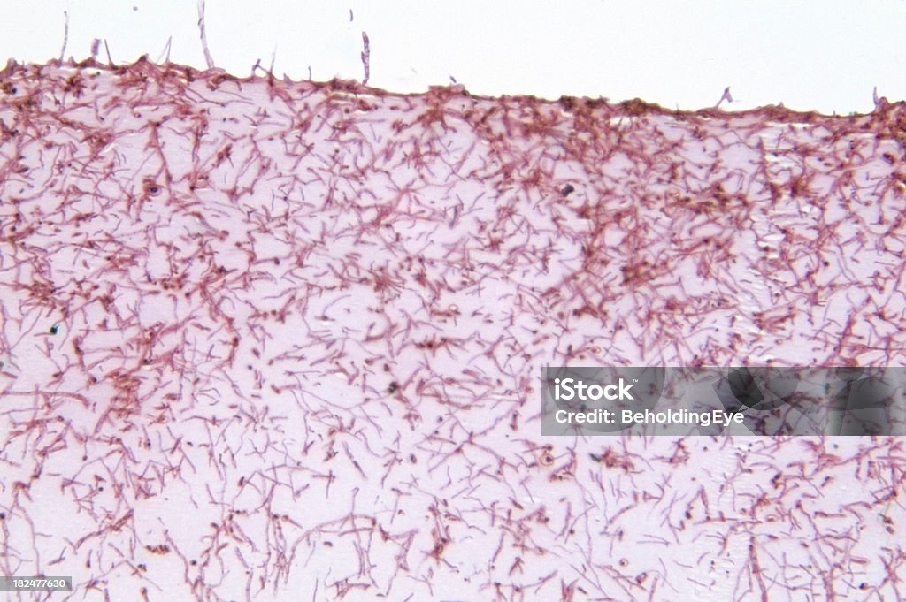 Microsporum Gypseum hongo - Foto de stock de Abstracto libre de derechos