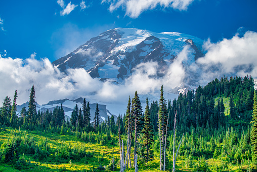 Amazing view of Mount Rainier National Park in summer season, Washington - USA